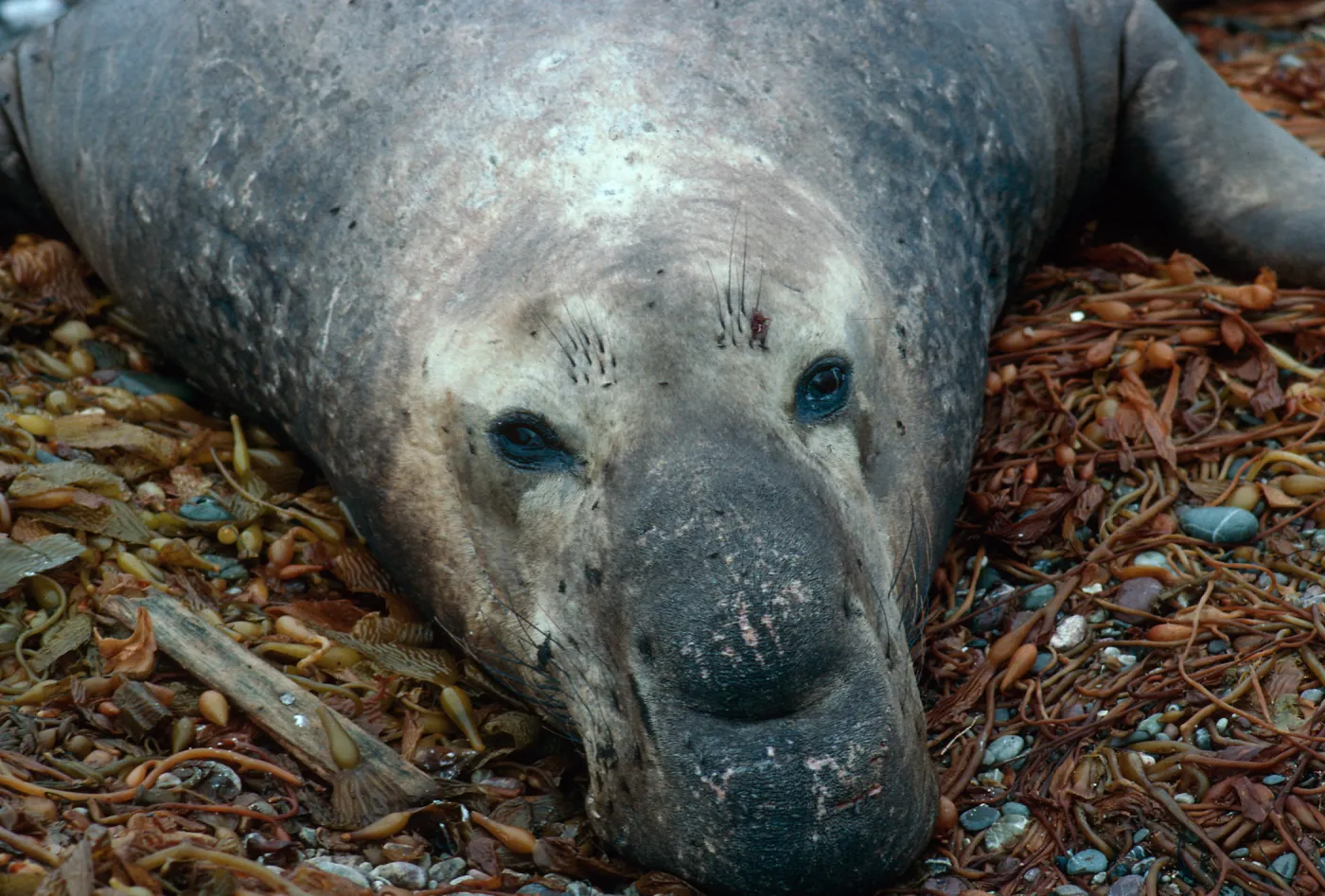 San Benito Island, Male Elephant Seal