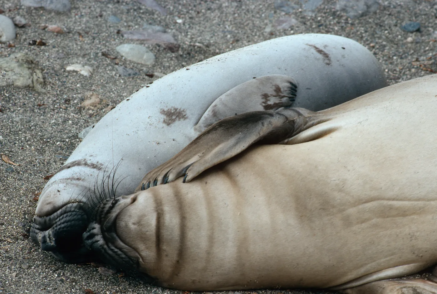 young Elephant Seals, San Benito Island