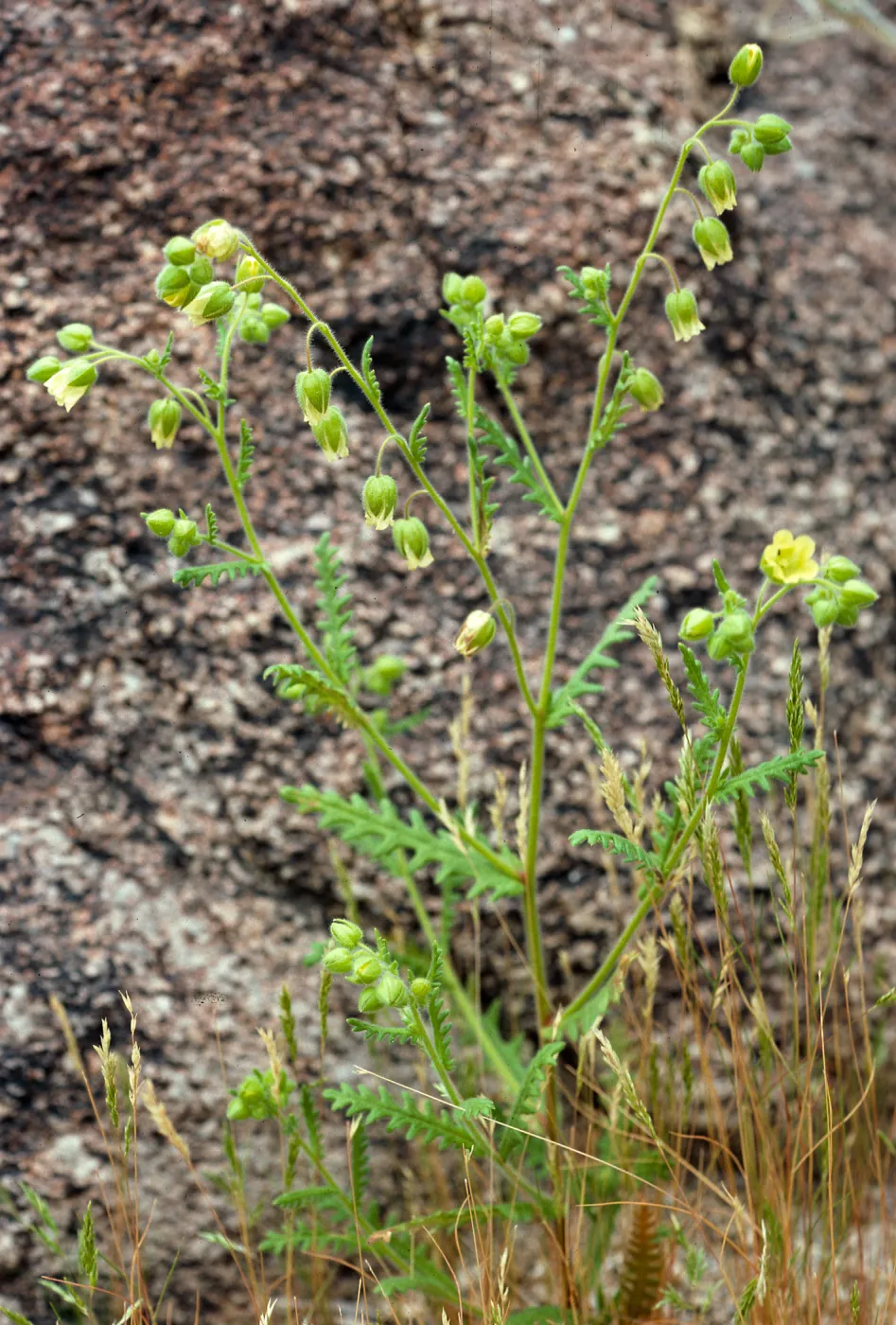 Emmenanthe penduliflora, Borrego Palm Canyon, Anza=Borrego Desert