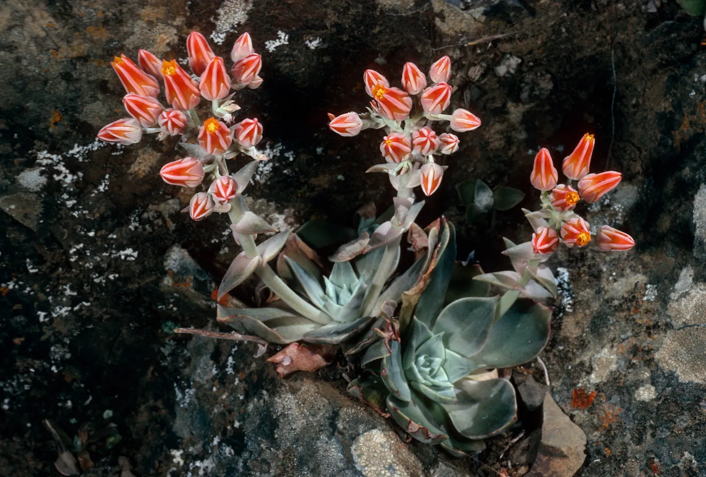Dudleya cymosa ssp. minor, Rose Valley Falls, Los Padres National Forest
