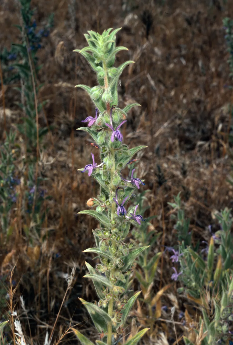 Trichostema lanceolatum, trip to Pleito Creek, Los Padres National Forest