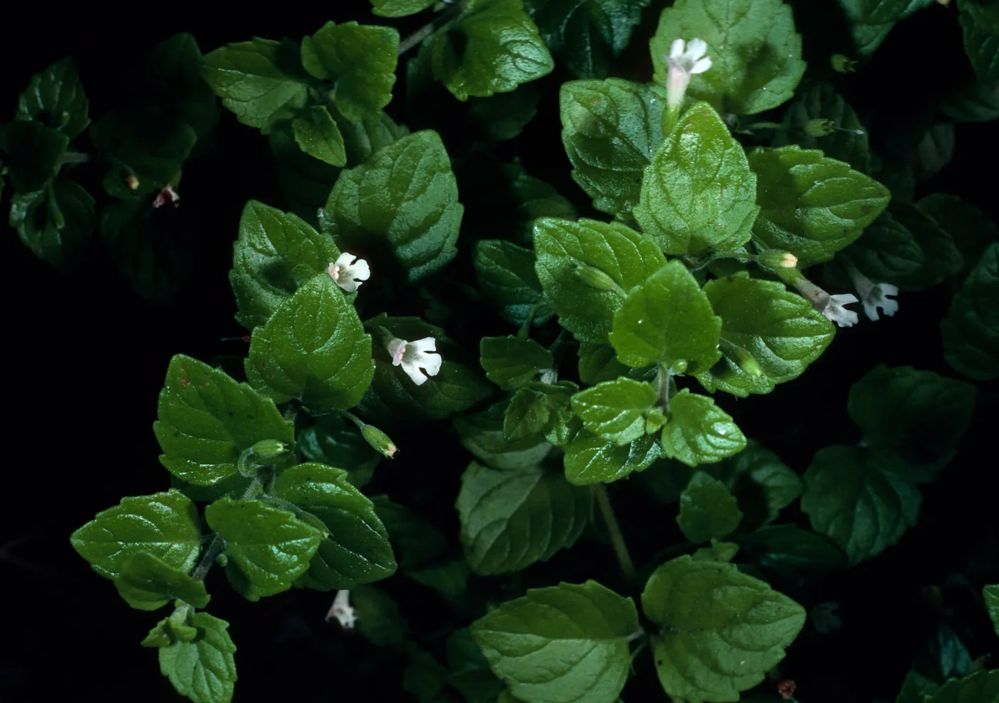 Satureja douglasii, parking lot, La Purisma Mission, Lompoc, California