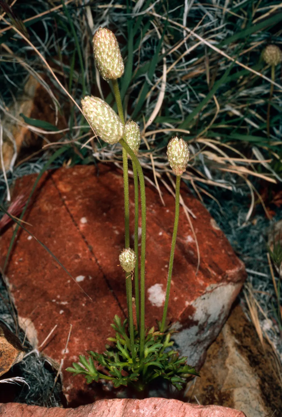 Anemone tuberosa, SJ #1178, Keystone Canyon, New York Mountains, San Bernardino County