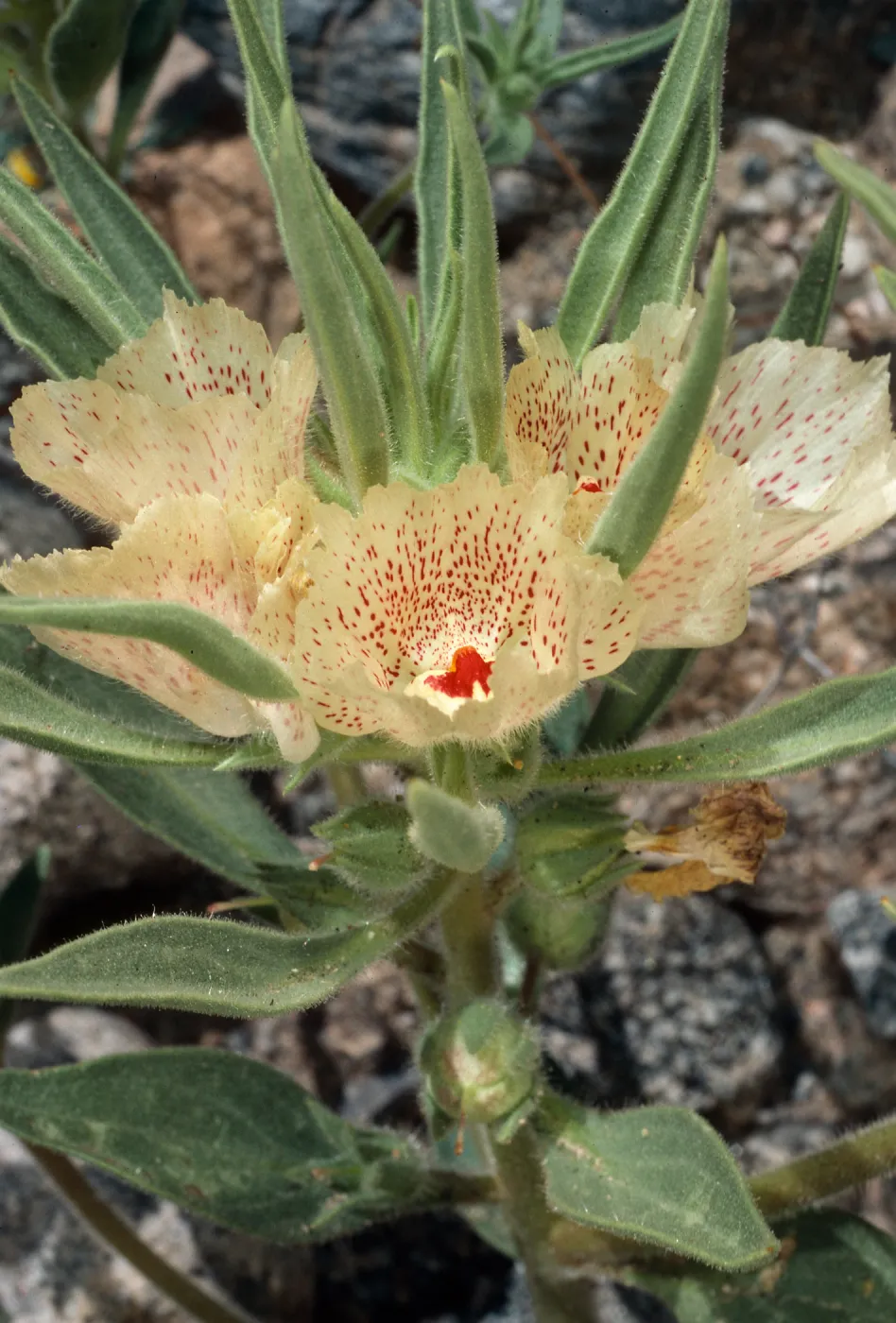 Mohavea confertiflora, Berdoo Canyon Road, Desert Hot Springs