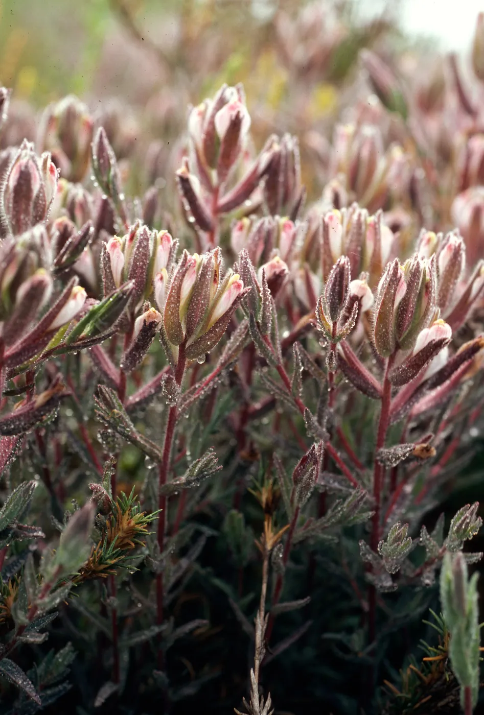 Cordylanthus maritimus, Carpinteria salt marsh, Santa Barbara County