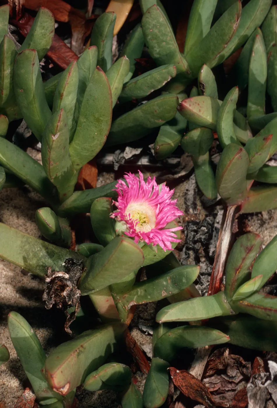 Carpobrotus auquilaterus, dunes at Ocean Park, surf.