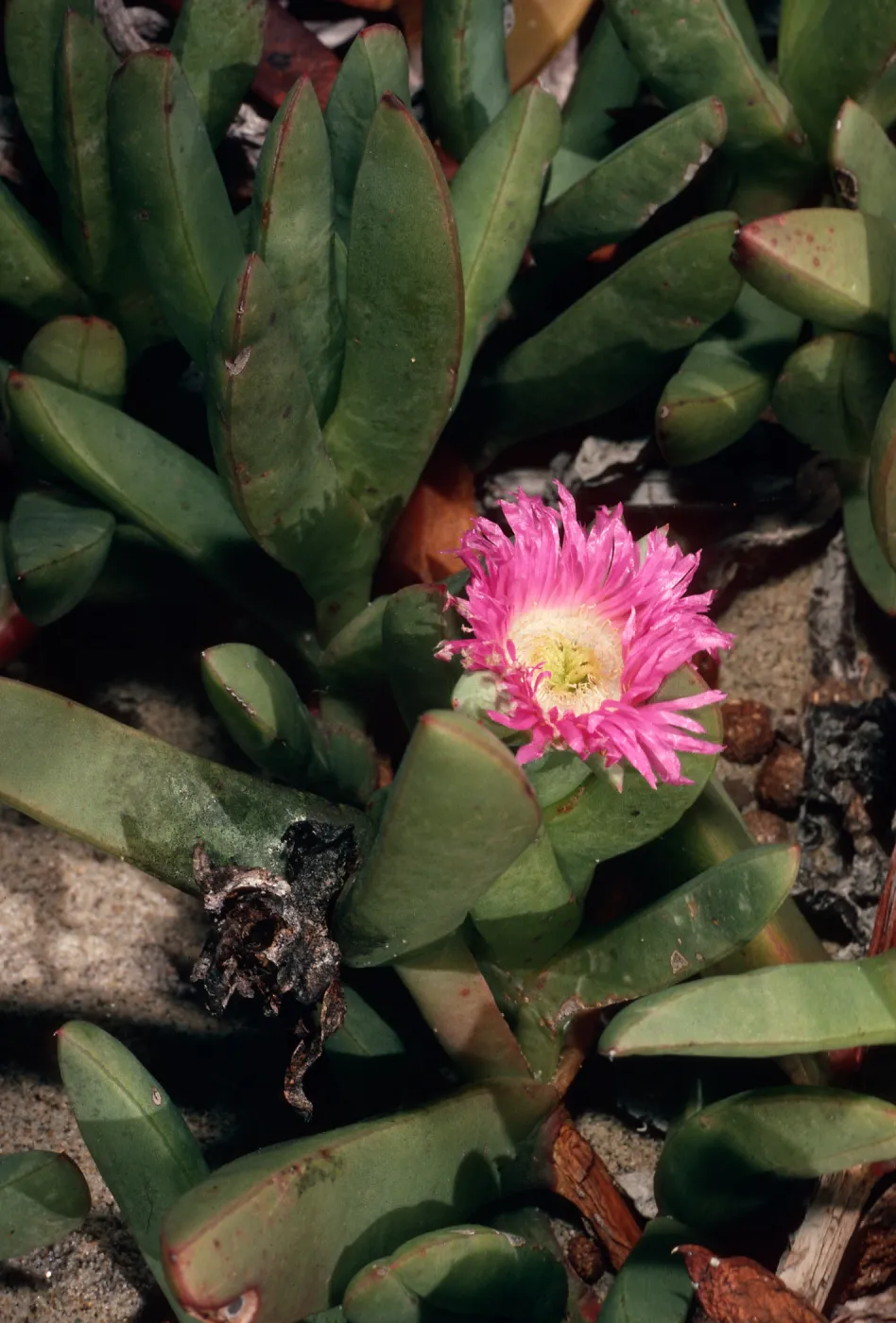 Carpobrotus auquilaterus, dunes at Ocean Park, Surf.
