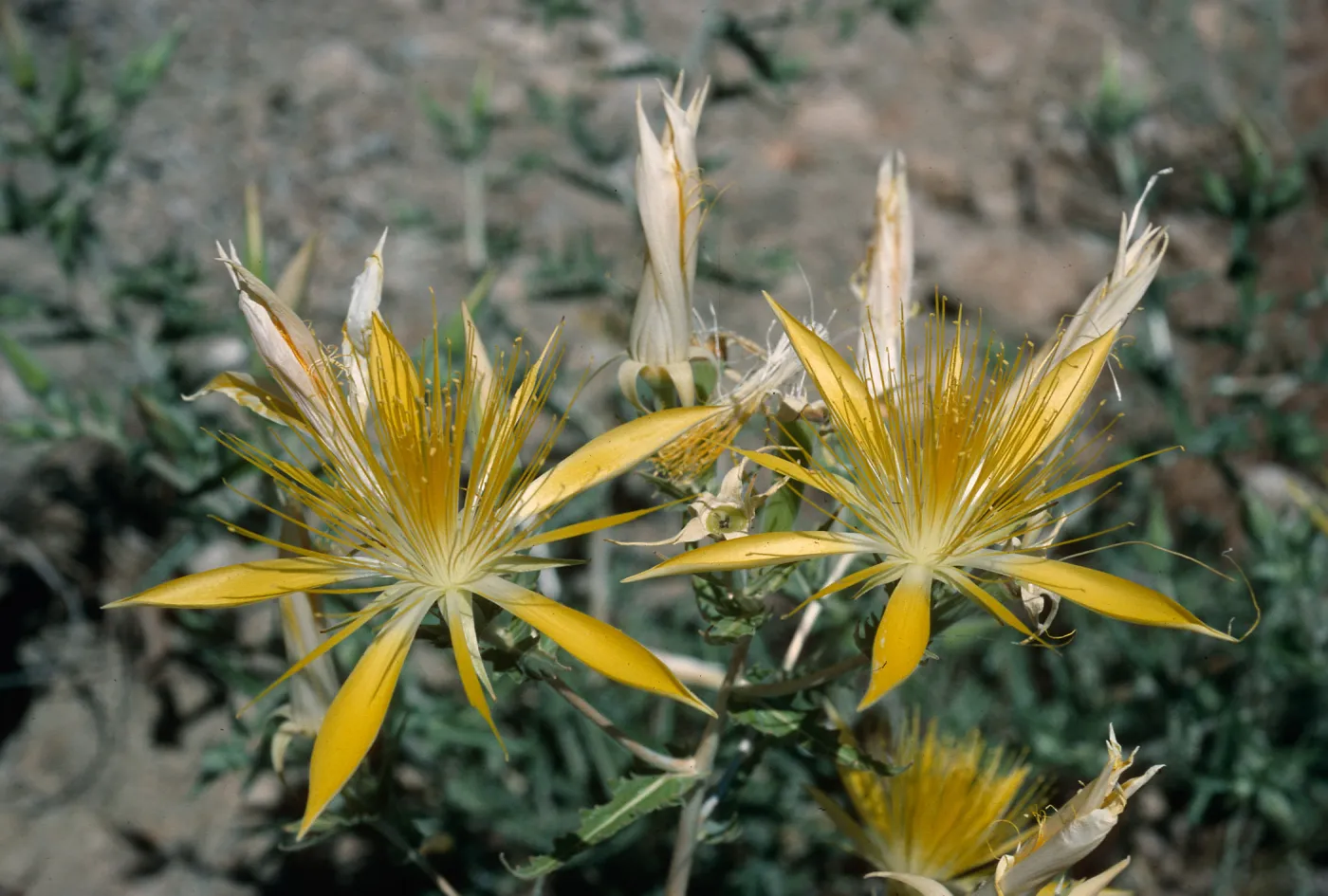 Mentzelia laevicaulis, Onion Valley Road, Owens Valley, Eastern Sierra Nevada