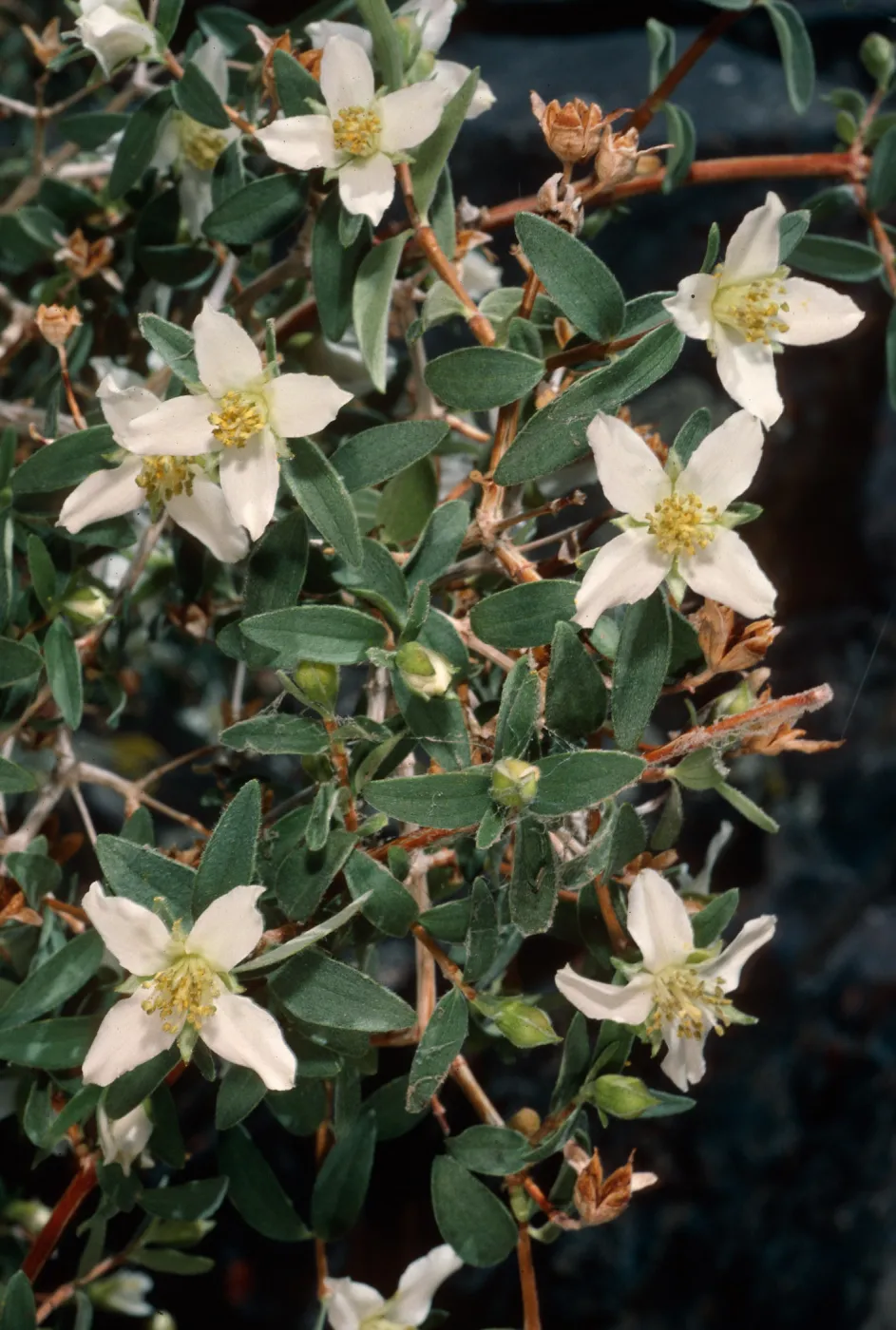 Philadelphus microphyllus, Wyman Canyon, White Mountains, Inyo National Forest