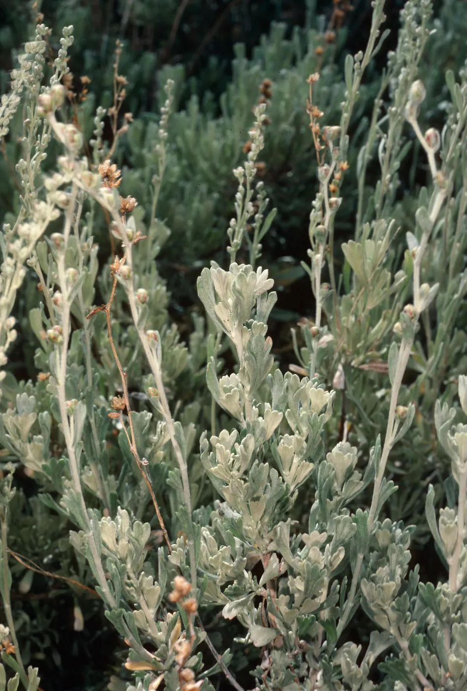 Artemisia nova, South of Schulman grove, White Mountains, Sierra Nevada