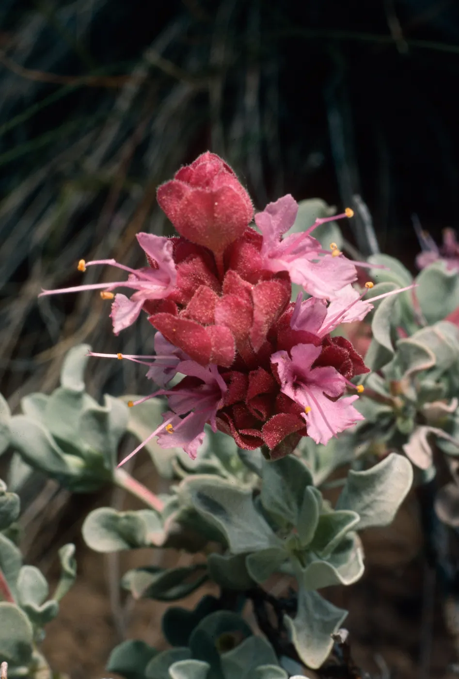 Salvia (Sage) dorryi, Schulman grove, White Mountains, Sierra Nevada