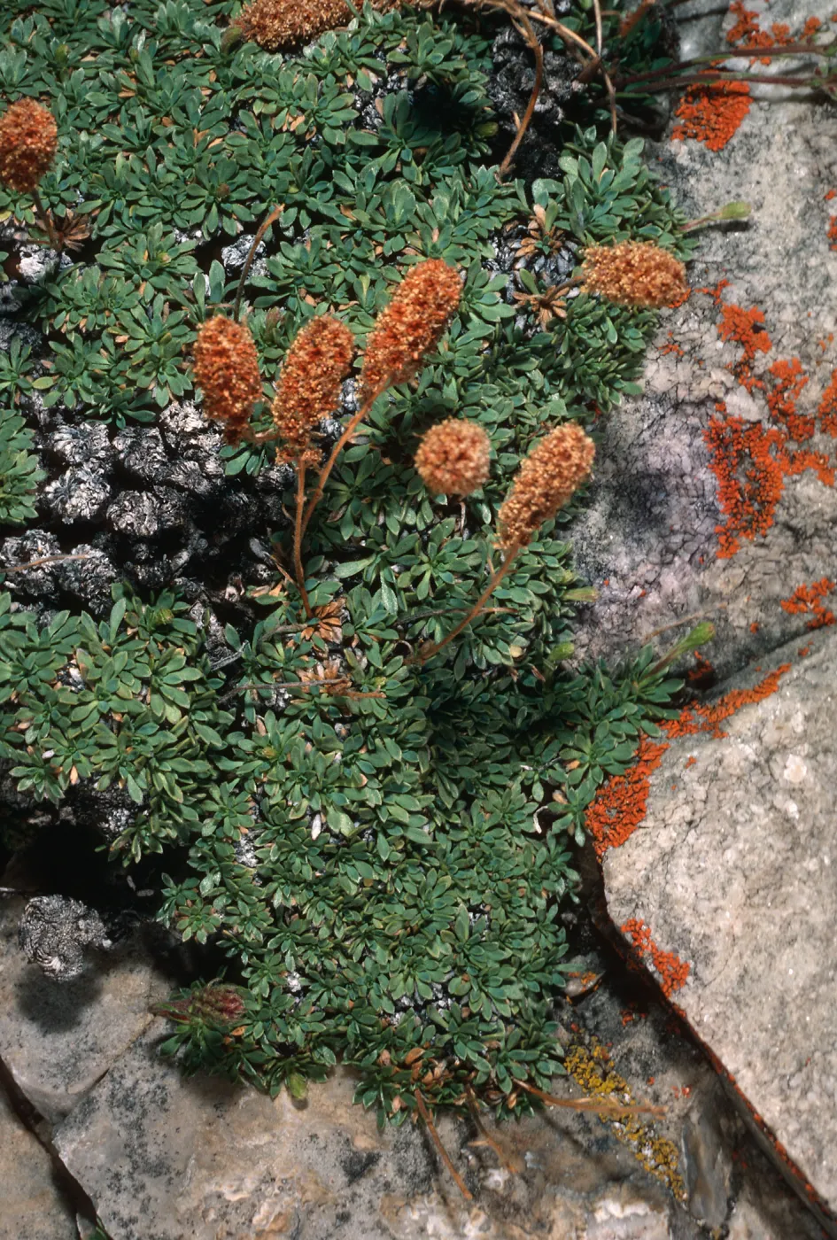 Petrophyyon caespitosum, Rock Spirea, Wyman Canyon, White Mountains, Inyo National Forest