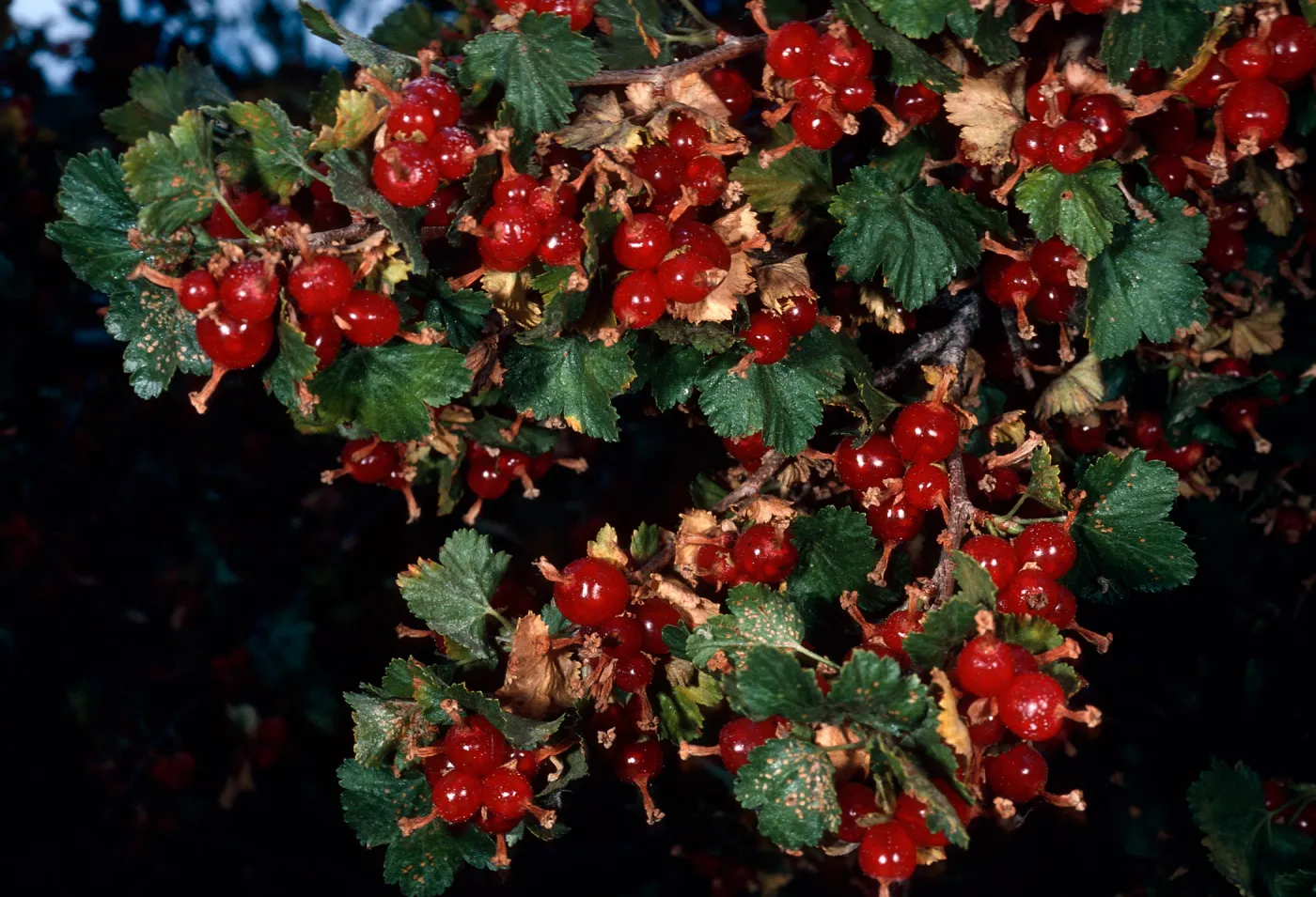 Ribes cereum, Mineral King, Sequoia National Park