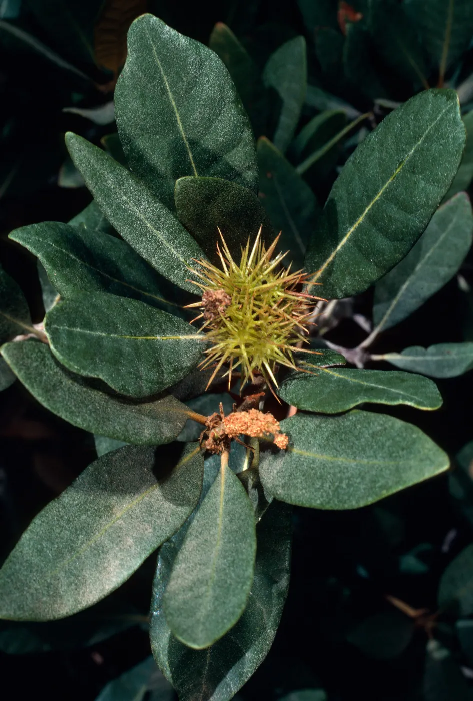 Chrysolepis sempervirens, Mineral King, Sequoia National Park