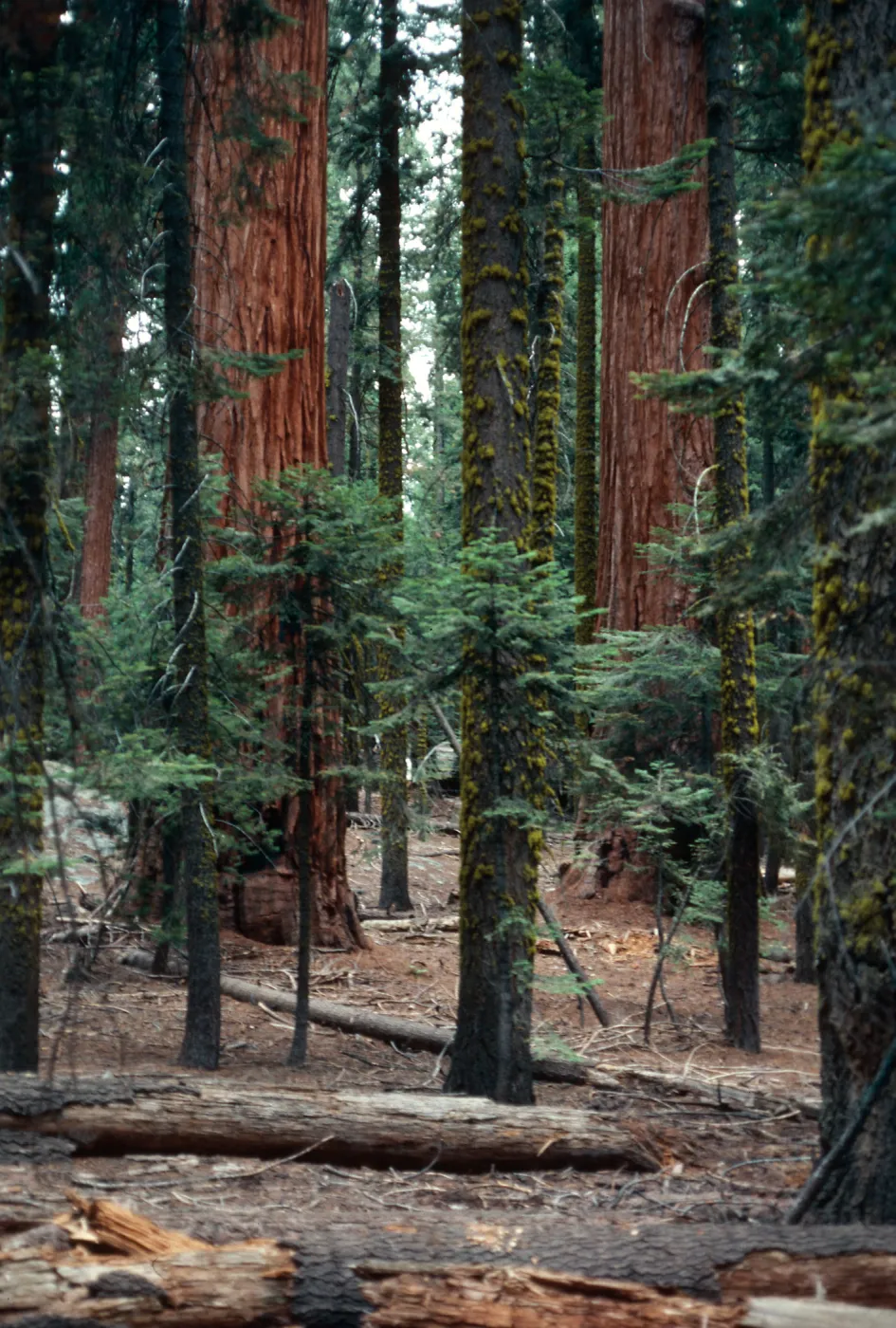 Sequoiadendron, Giant Forest, Sequoia National Forest
