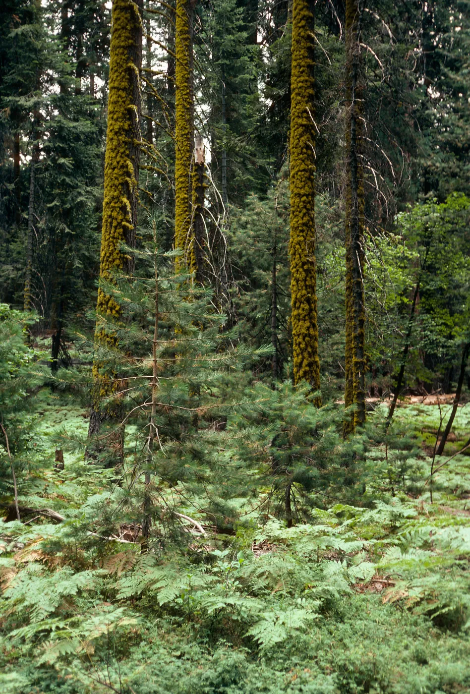 Sequoiadendron, Pteridium, Giant Forest, Sequoia National Forest