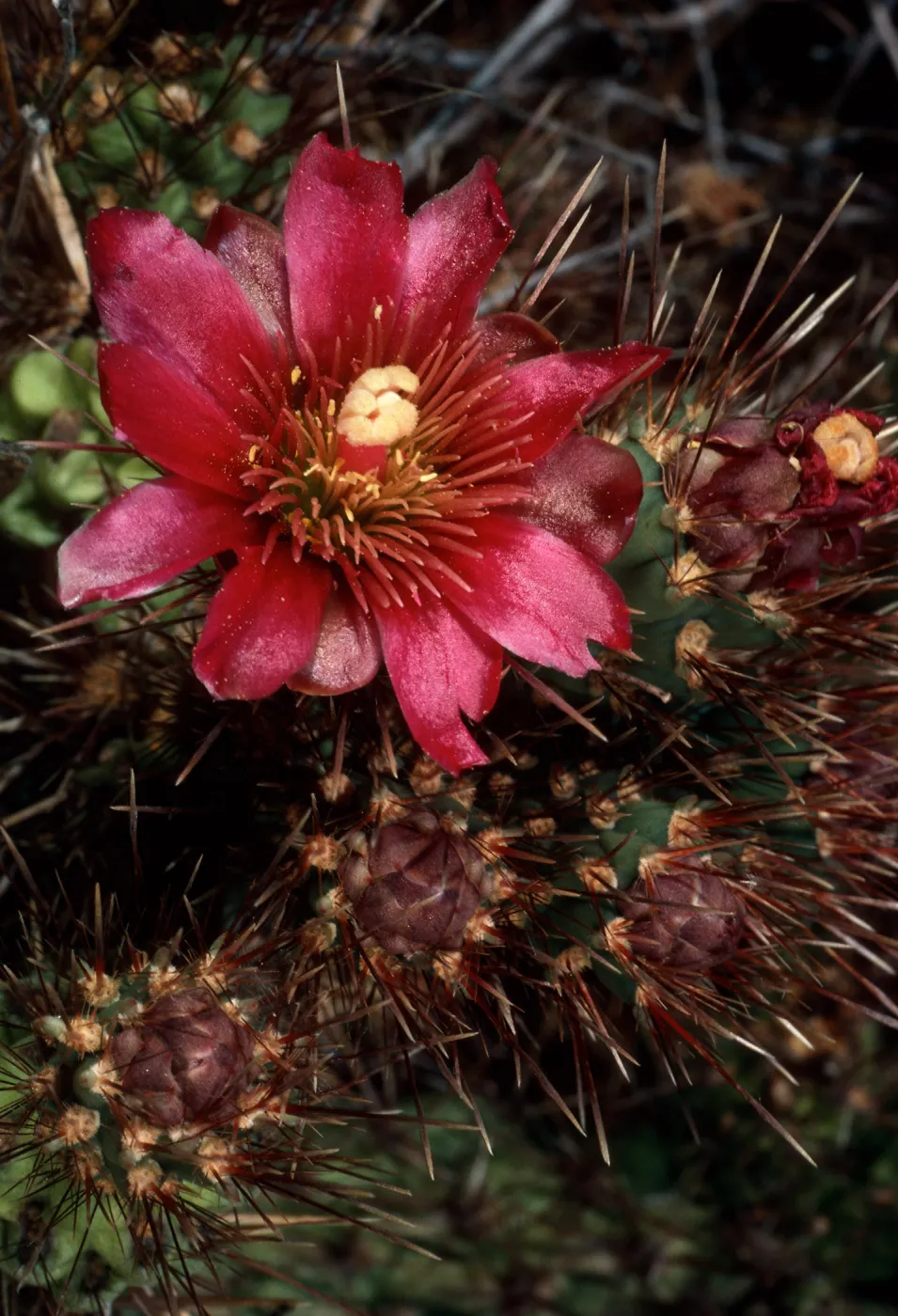 Opuntia prolifera, China Beach, San Clemente Island