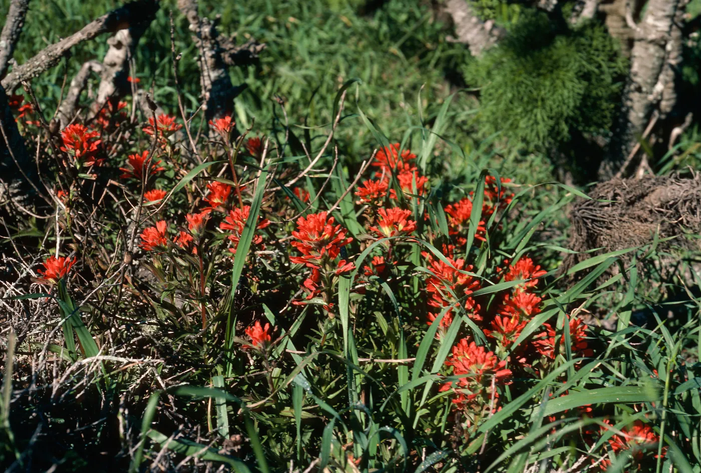Castilleja affinis, West of campground, East Anacapa Island