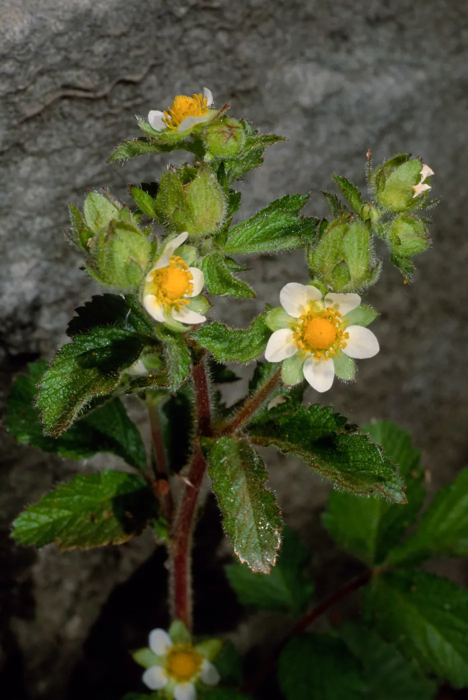 Potentilla glandulosa, Santa Barbara Botanic Garden
