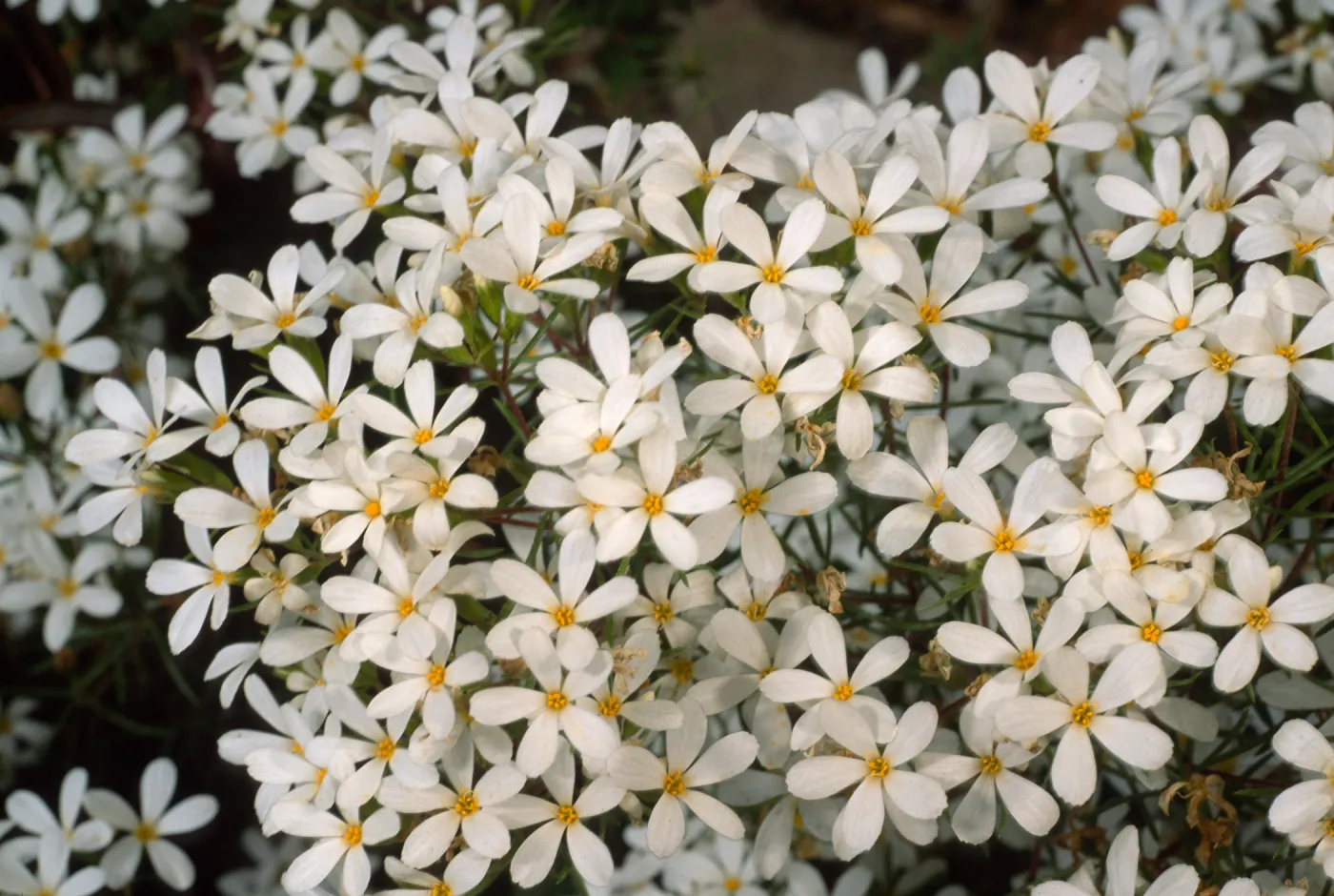 Linanthus nuttallii, Desert Section, Santa Barbara Botanic Garden