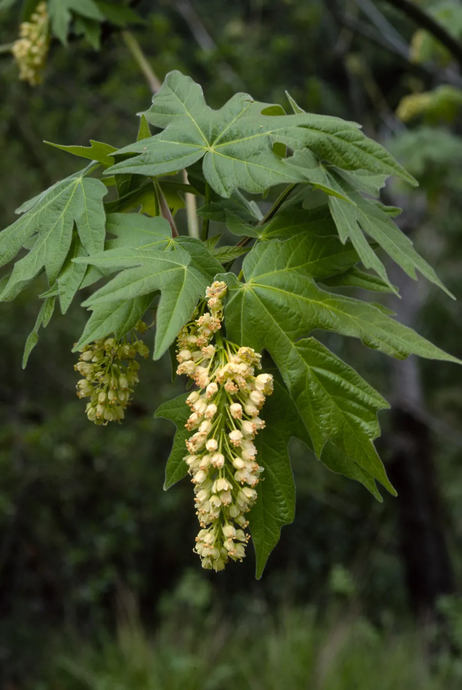 Acer macrophyllum, West fork, Cold Springs Trail, Santa Ynez Mountains