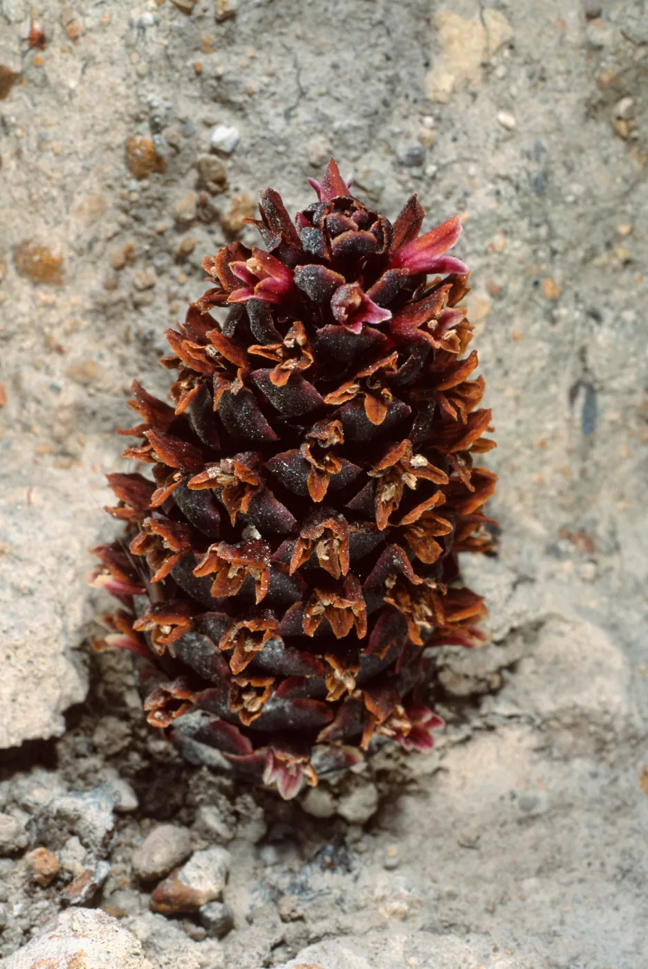 Boschniakia strobilacea, 4th canyon, East of Water Canyon, Santa Rosa Island