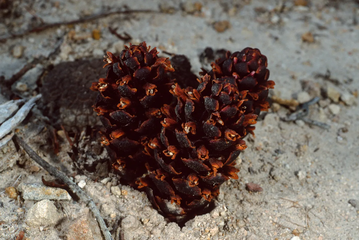 Boschniakia strobilacea, 4th canyon, East of Water Canyon, Santa Rosa Island