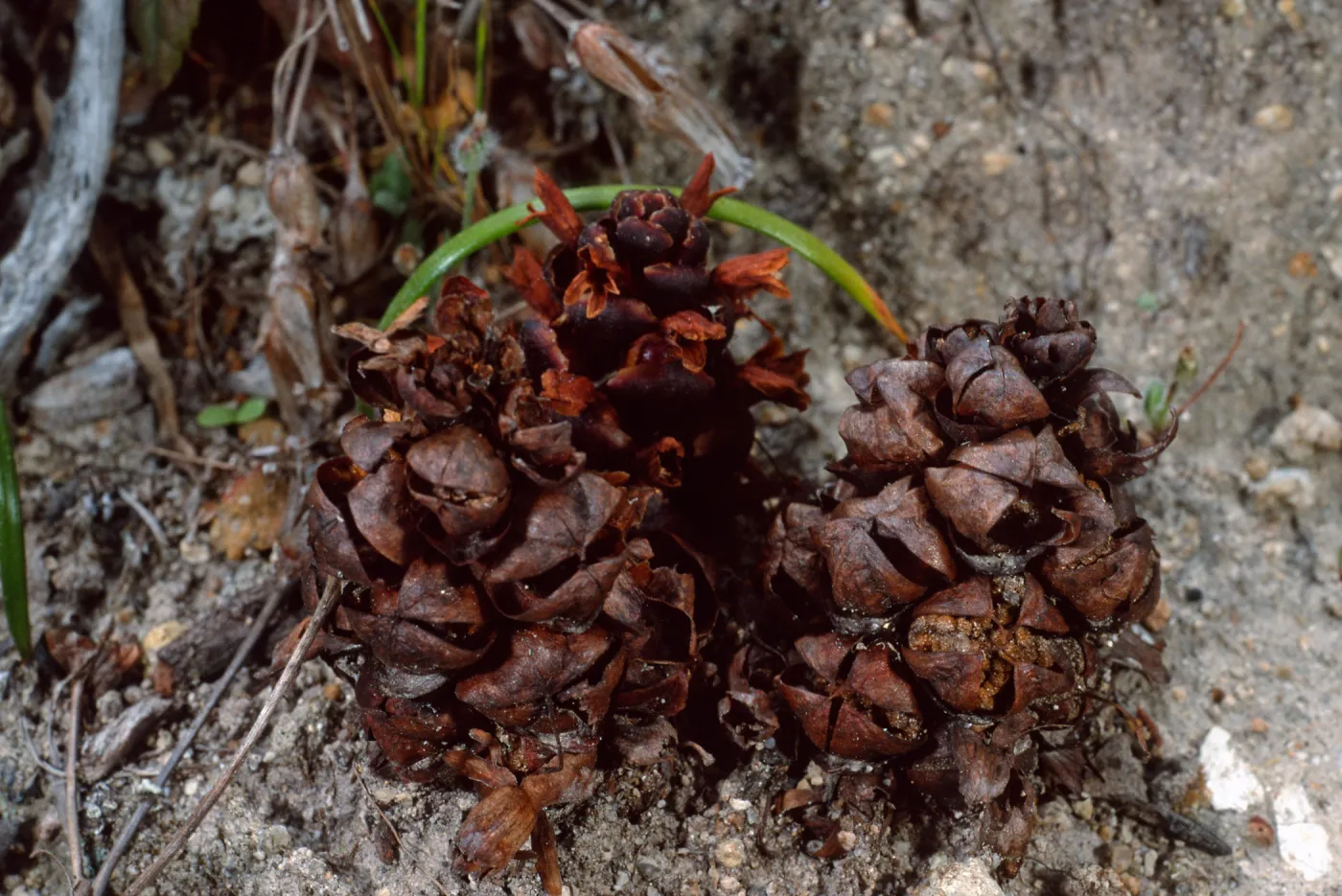Boschniakia strobilacea, 4th canyon, East of Water Canyon, Santa Rosa Island