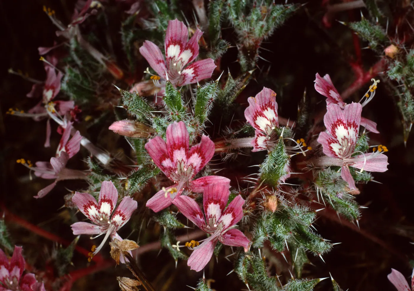 Loeseliastrum matthewsii, Red Rock Canyon State Park, Sierra Nevada