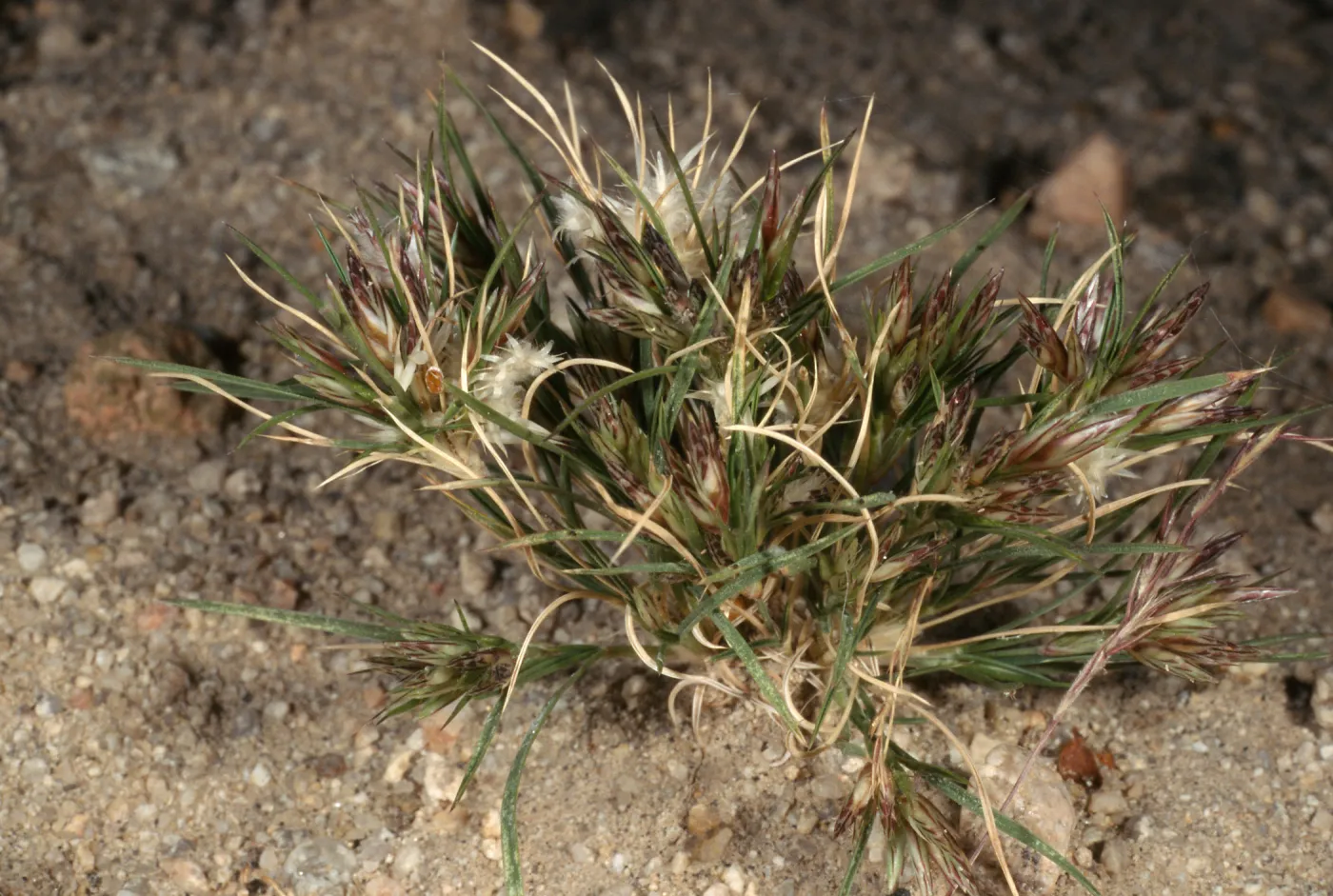 Erioneuron pulchellum, 29 Palms