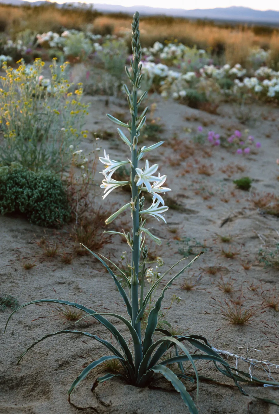 Hesperocallis undulata, 15 miles East of 29 Palms
