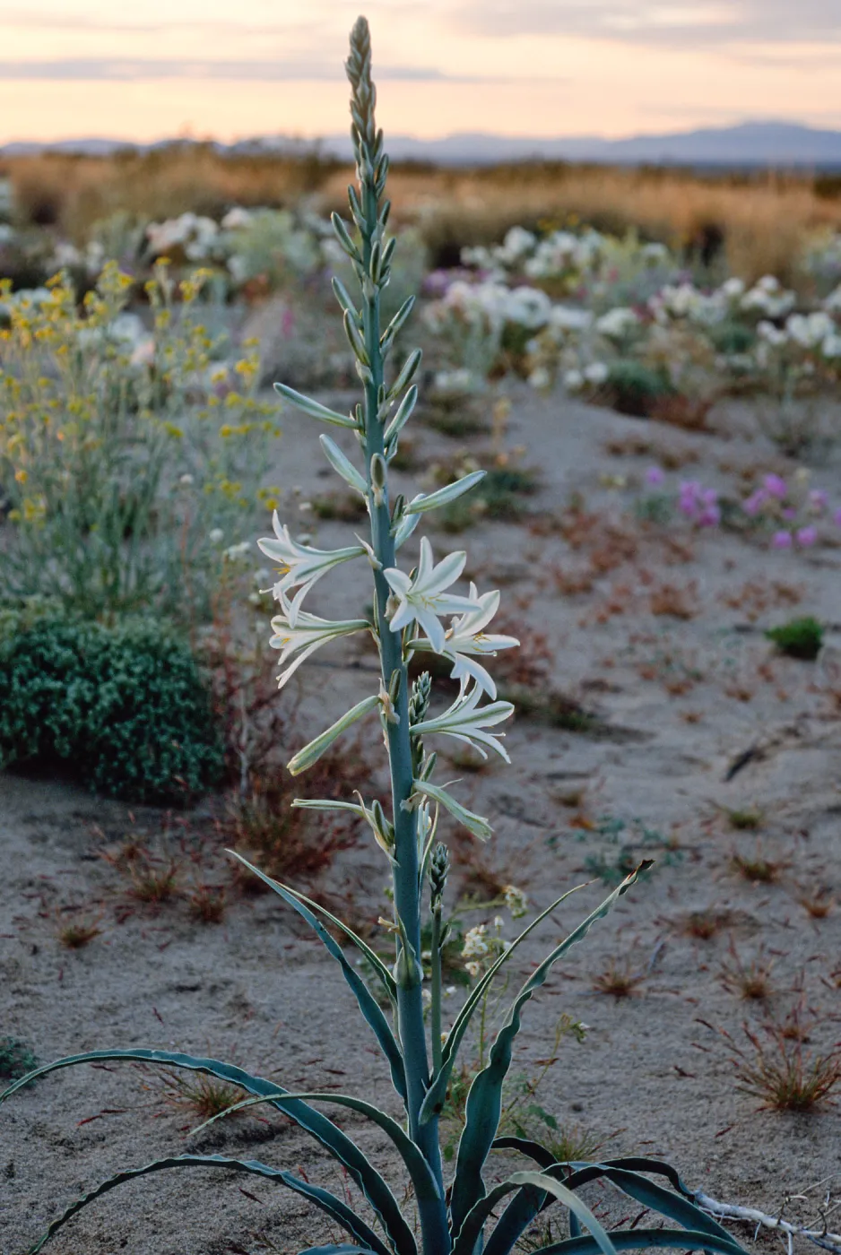 Hesperocallis undulata, 15 miles East of 29 Palms