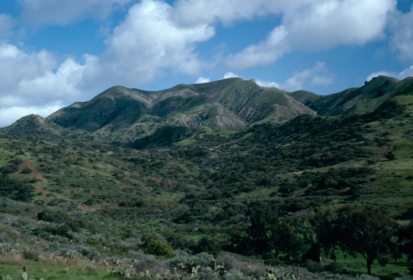 Chaparral, Cottonwood Canyon, from road to Little Harbor, Catalina Island