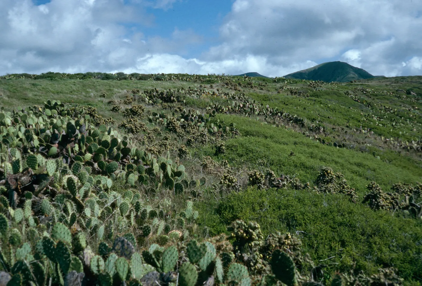 Maritime Cactus Scrub, above Cottonwood Cove, East of Little Harbor, Catalina Island