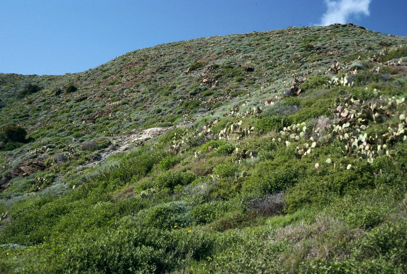Coastal Scrub, slopes above Little Harbor, Catalina Island