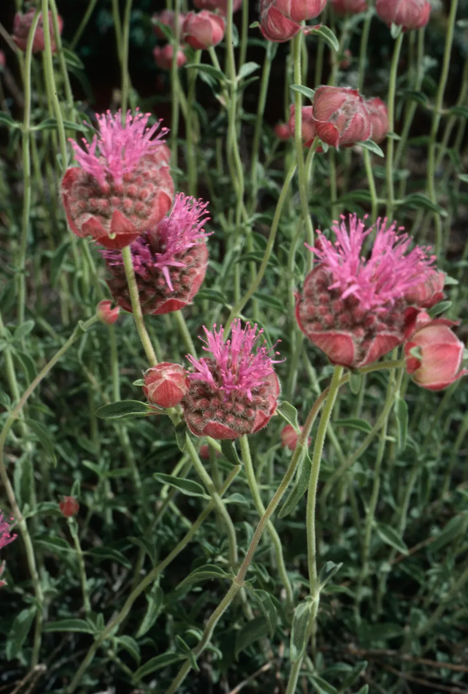 Monardella odoratissima, Wyman Canyon, White Mountains, upper Owens Valley