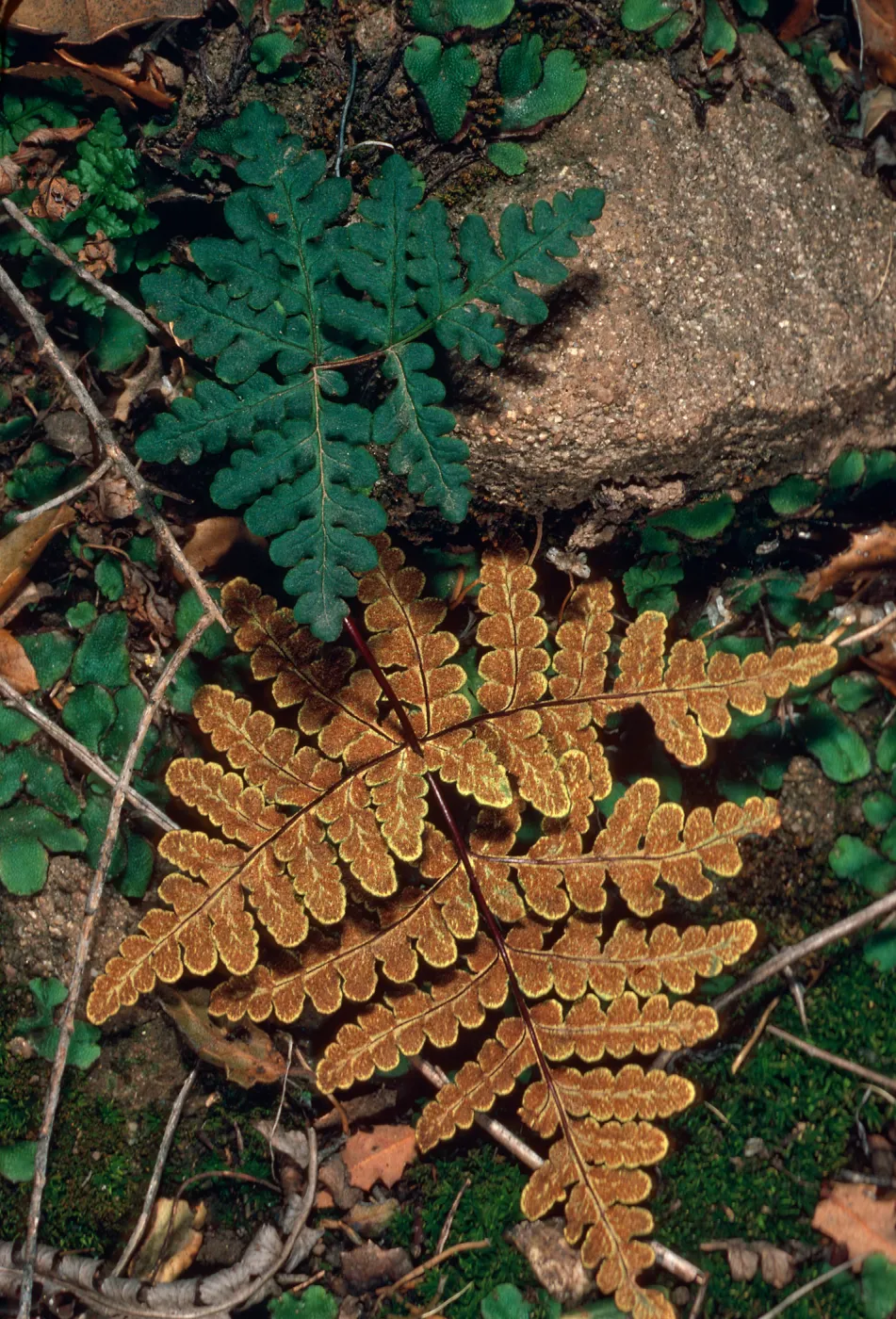 Pityrogramma triangularis (=Pentagramma T.), Rattlesnake Canyon, Santa Barbara County