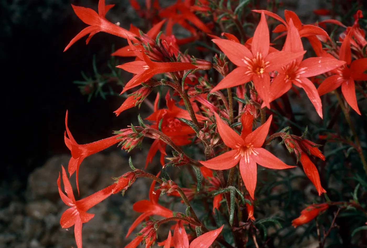Ipomopsis aggregata, Cedar Canyon Road, Mid Hills, Mojave National Preserve