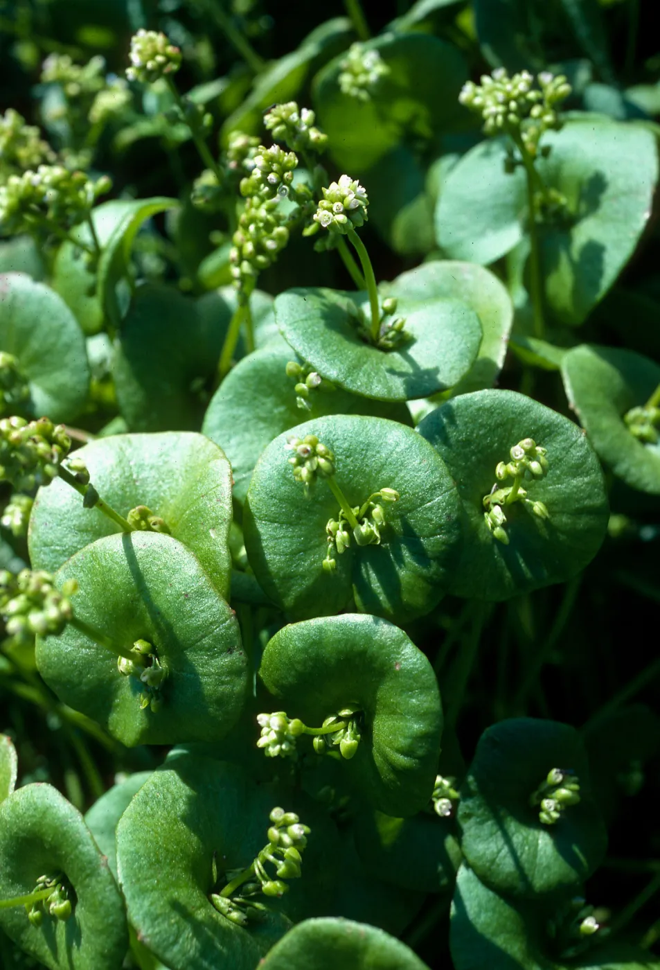 Claytonia perfoliata, Middle Canyon, Santa Barbara Island
