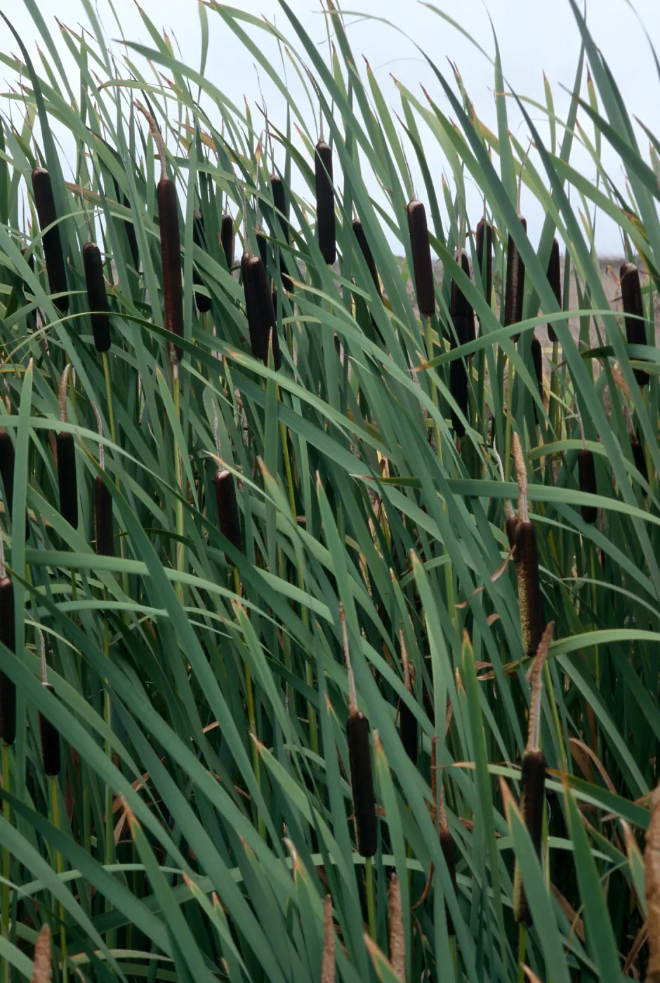 Typha latifolia, Pot Pond, San Clemente Island