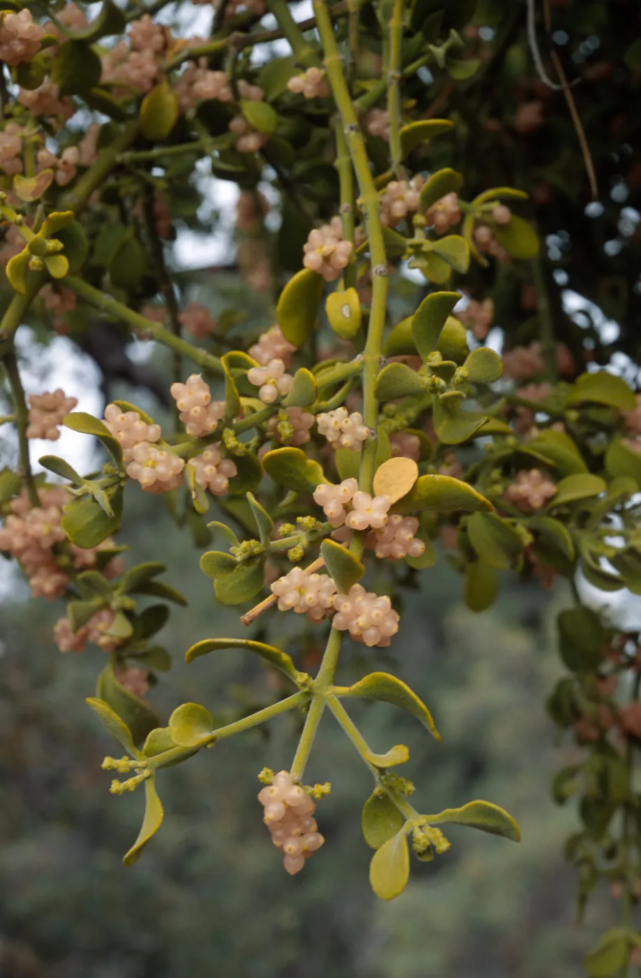 Phoradendron villosum (on Quercus john-tuckeri), Mesa Spring Camp