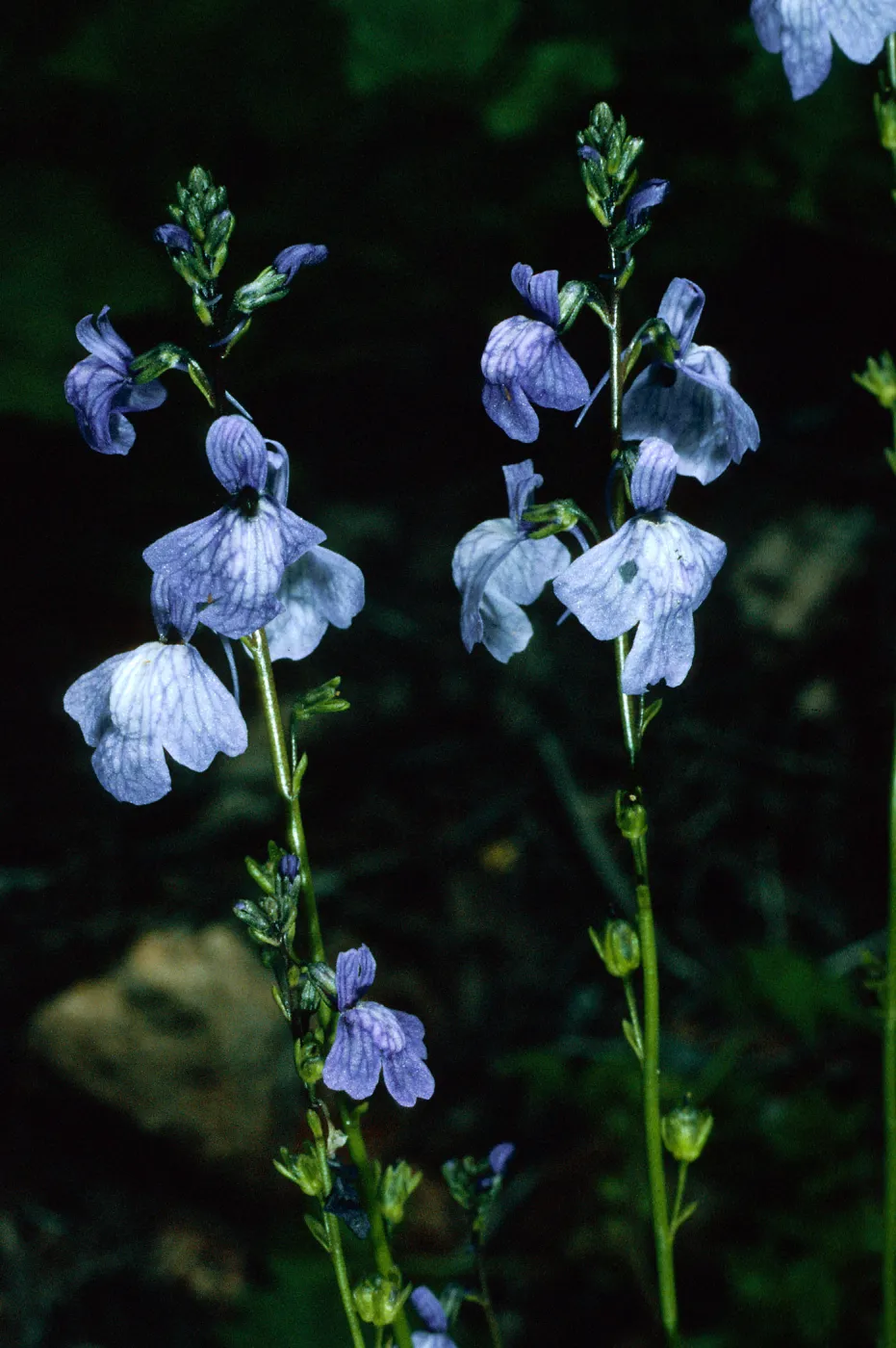Linaria canadensis, road to Coches, Santa Cruz Island