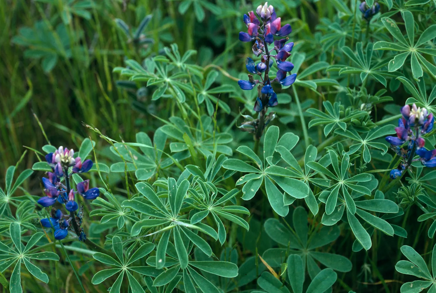 Lupinus succulentus, Sauces Canyon, Santa Cruz Island