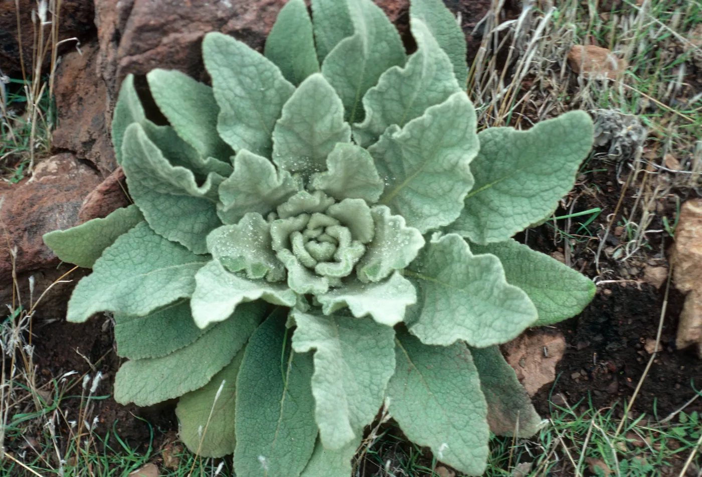 Verbascum thapsus, Z-fork Canyon, Santa Cruz Island