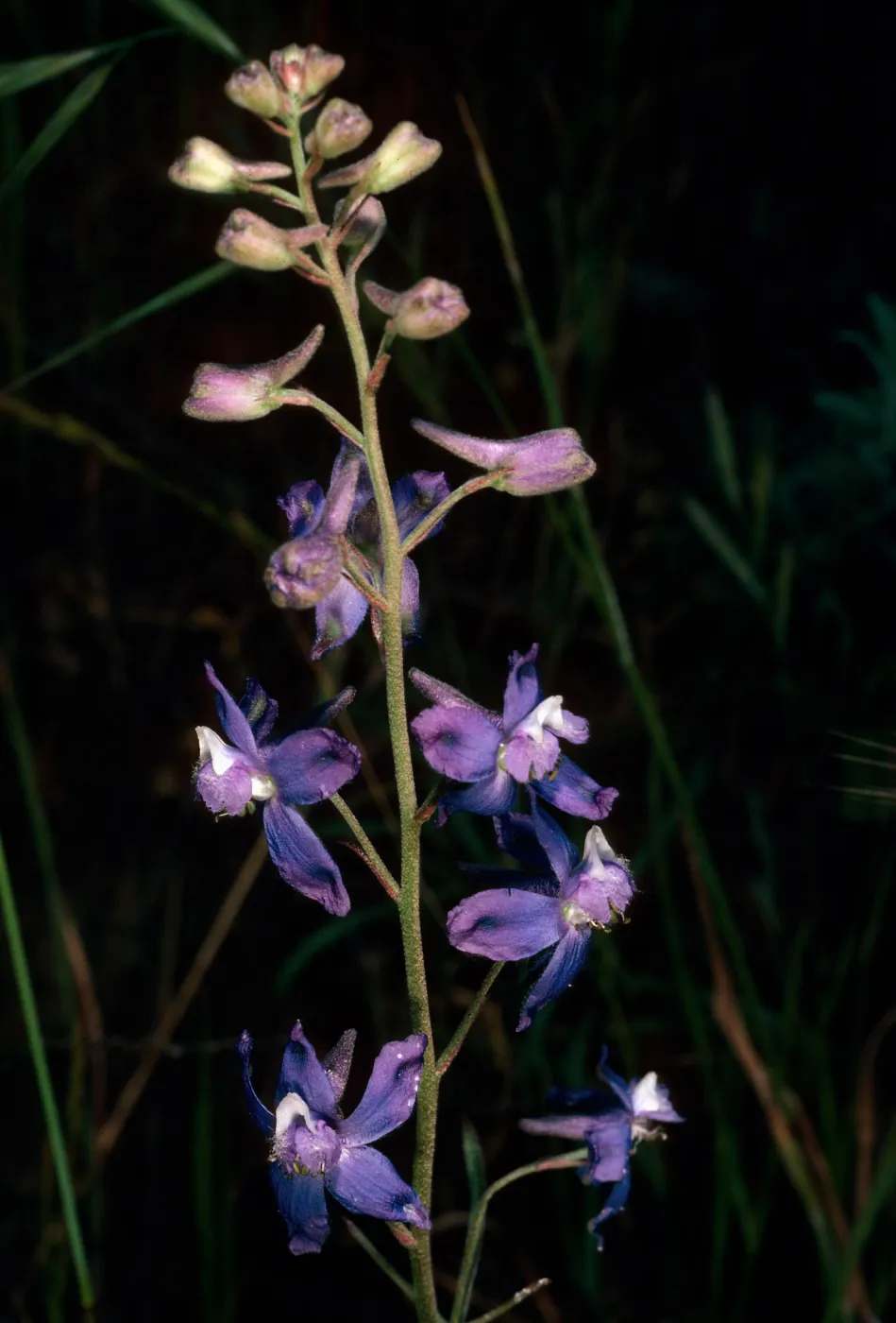 Delphinium parryi, Campo Raton, Santa Cruz Island