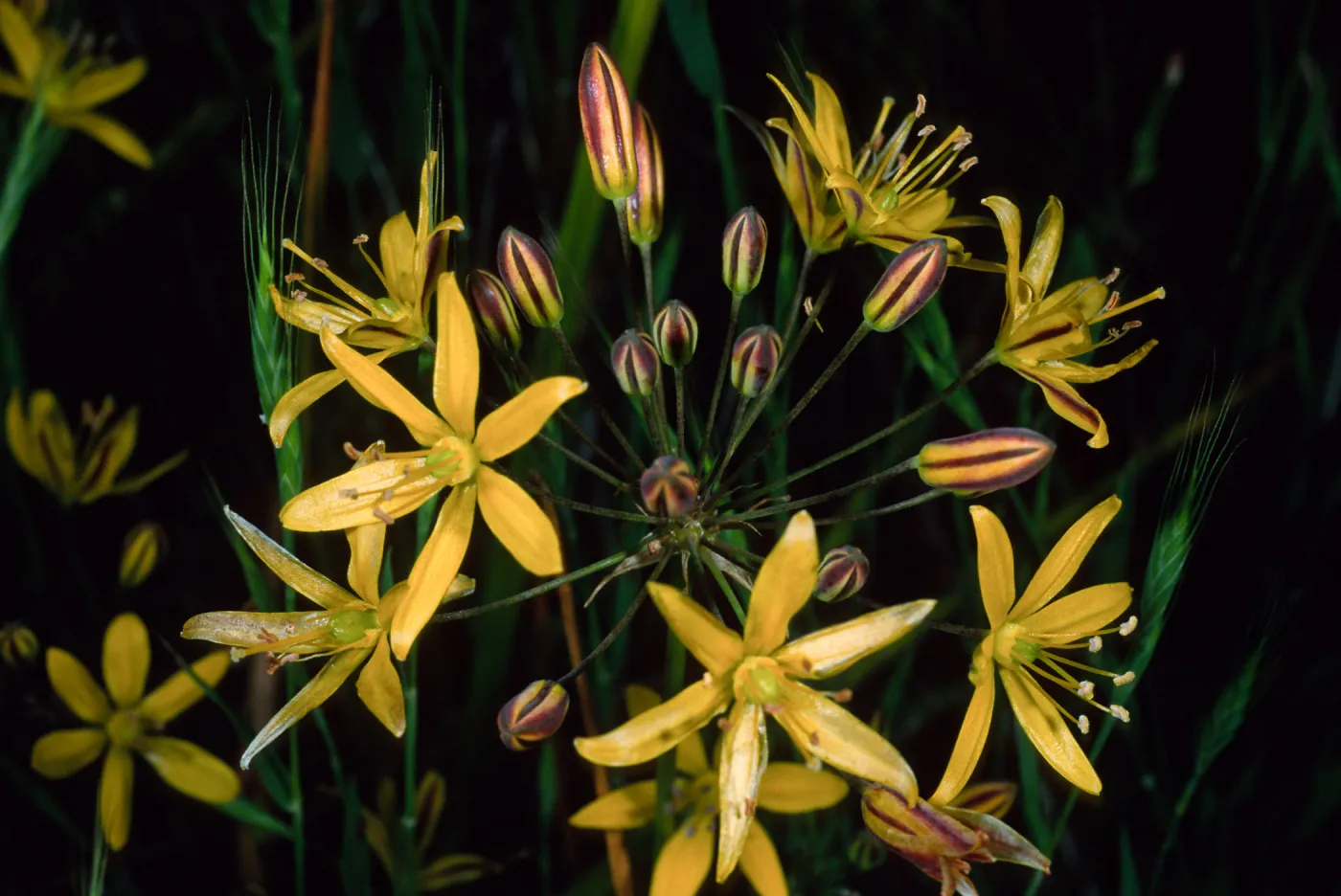 Bloomeria crocea, Catalina Island