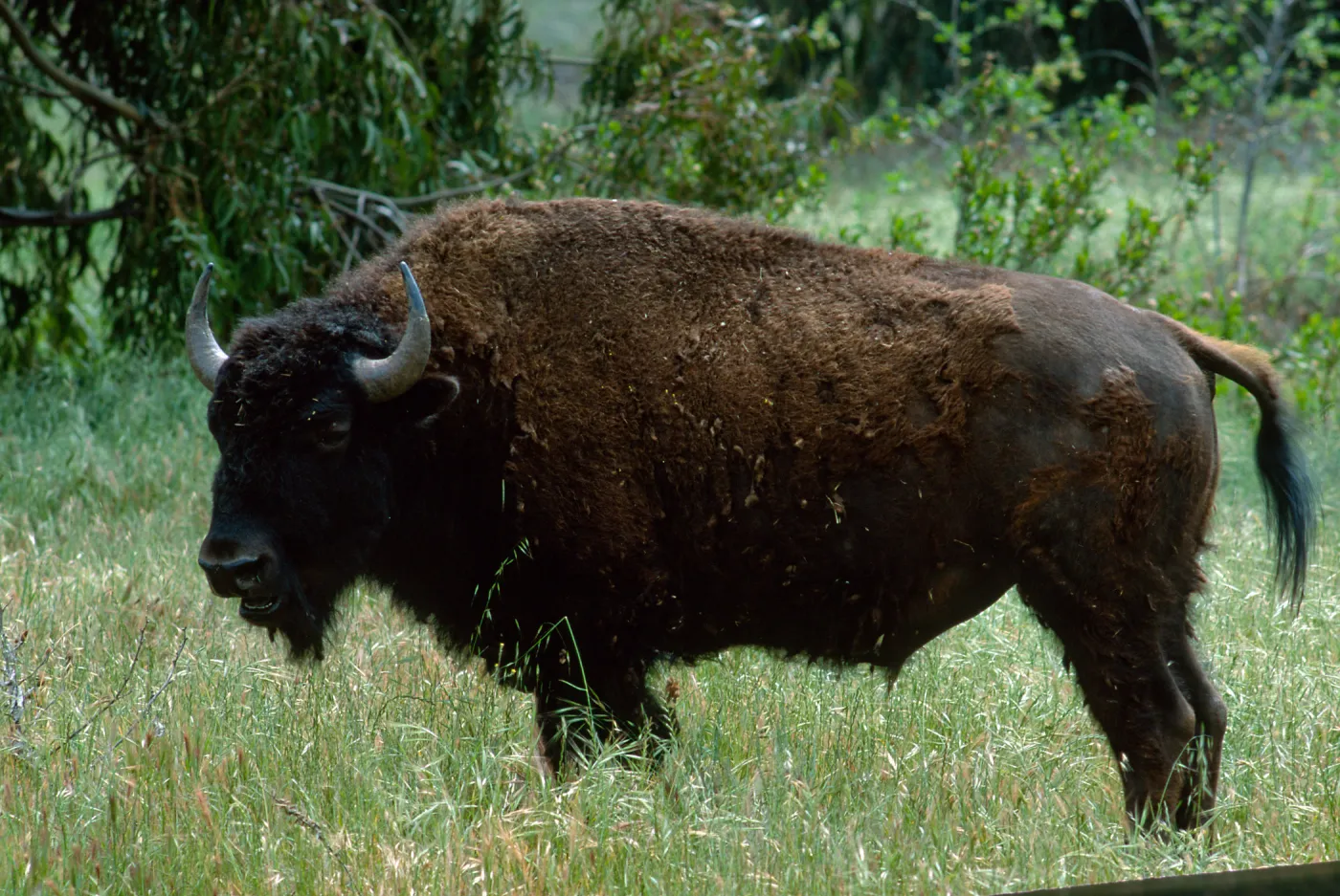 bison, Cottonwood Canyon, Catalina Island