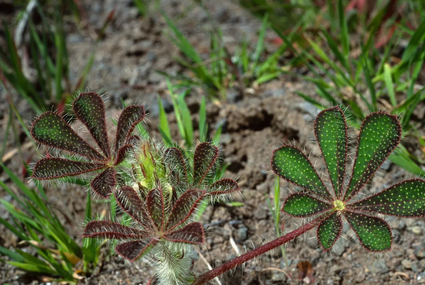 Lupinus hirsutissimus, Cape Canyon, Catalina Island
