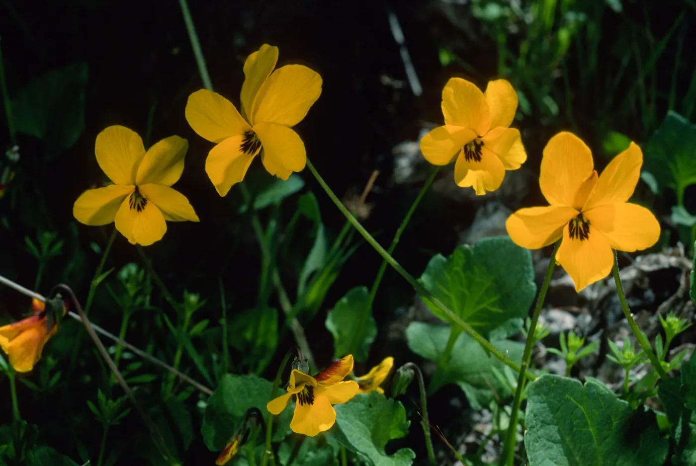 Viola pedunculata, road to Lone Tree, Catalina Island