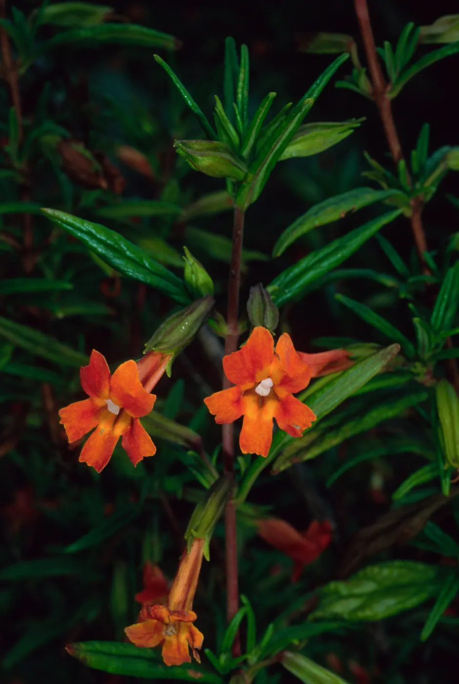 Mimulus puniceus, Catalina Island